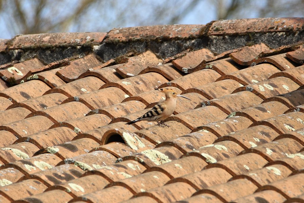 Shingle Roofs